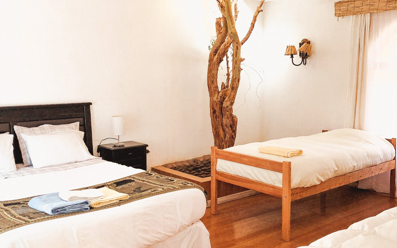 habitacion arbol_